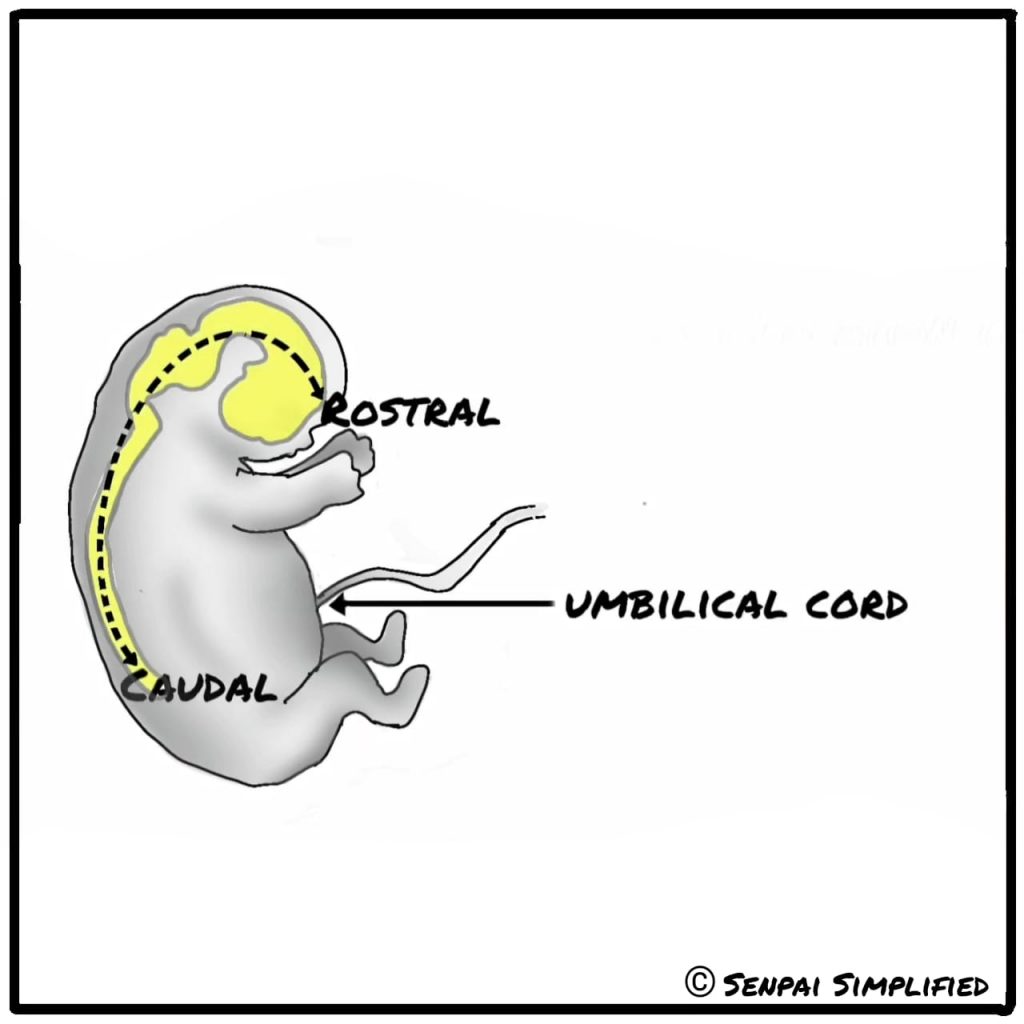 rostral vs caudal anatomical terms