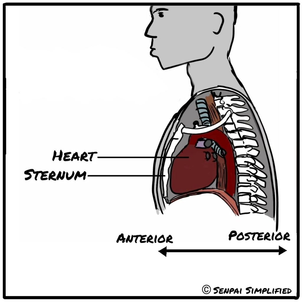 Anterior vs posterior anatomy terms
