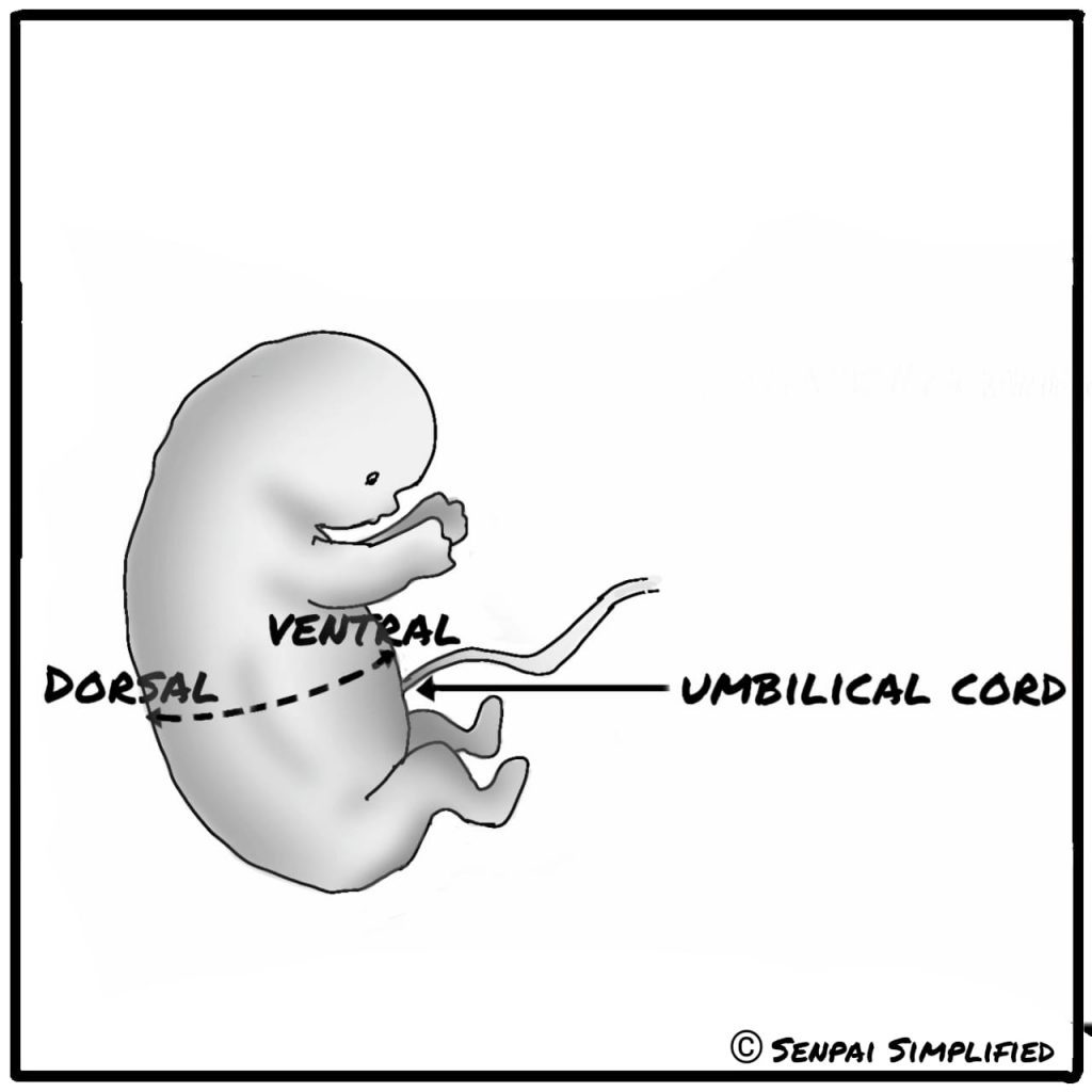 dorsal vs ventral anatomy terms