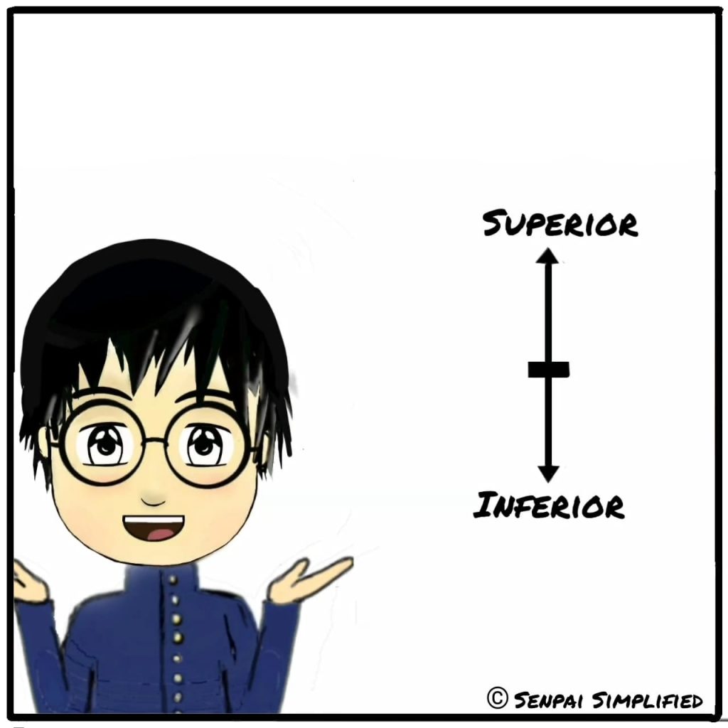 Seperior vs inferior anatomy terms