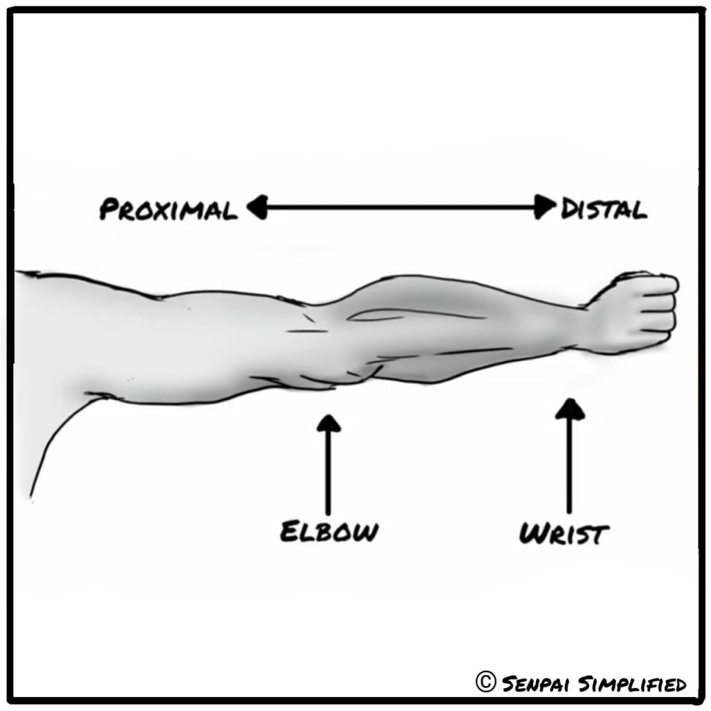 Proximal vs distal anatomy terms