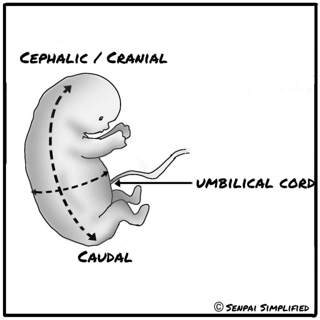 cephalic vs caudal anatomical terms