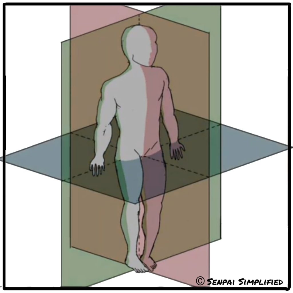 Anatomy terms anatomical planes