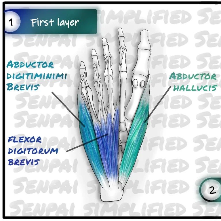 Layers of muscles of the foot. 1st layer