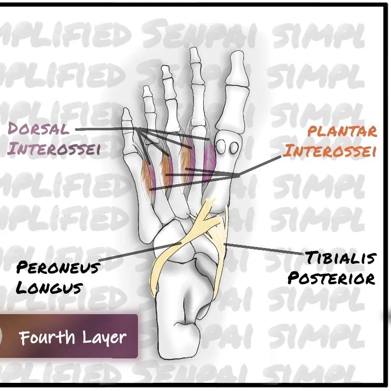 Layers of muscles of the foot, 4th layer