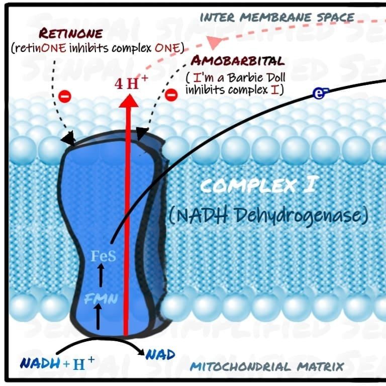 complex 1 of the electron transport chain