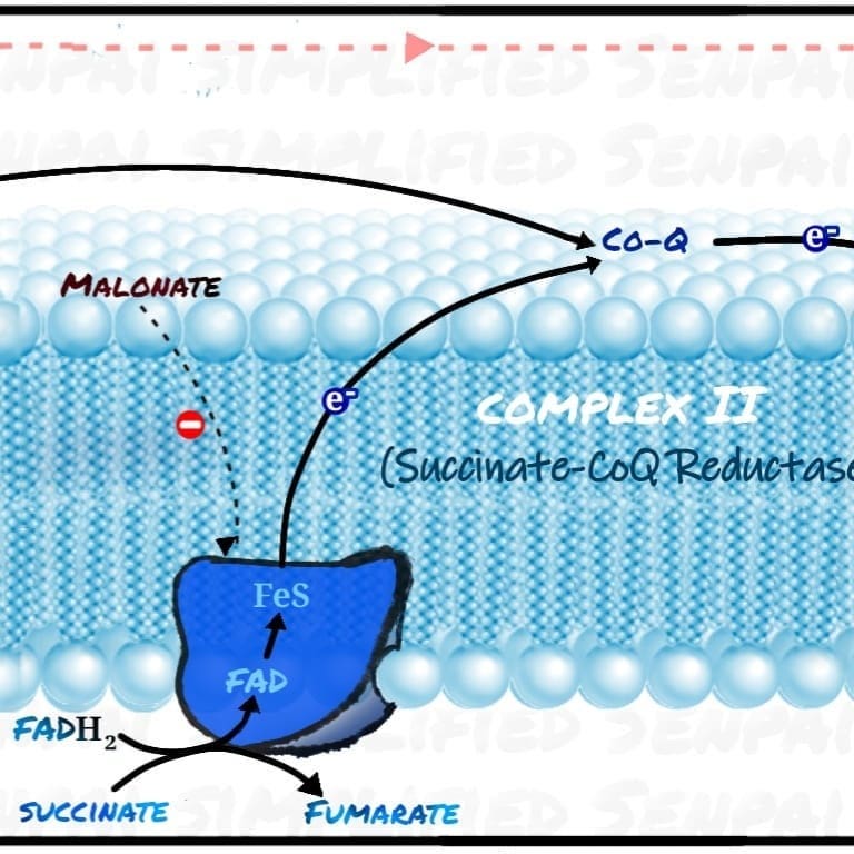 Complex 2 of the electron transport chain