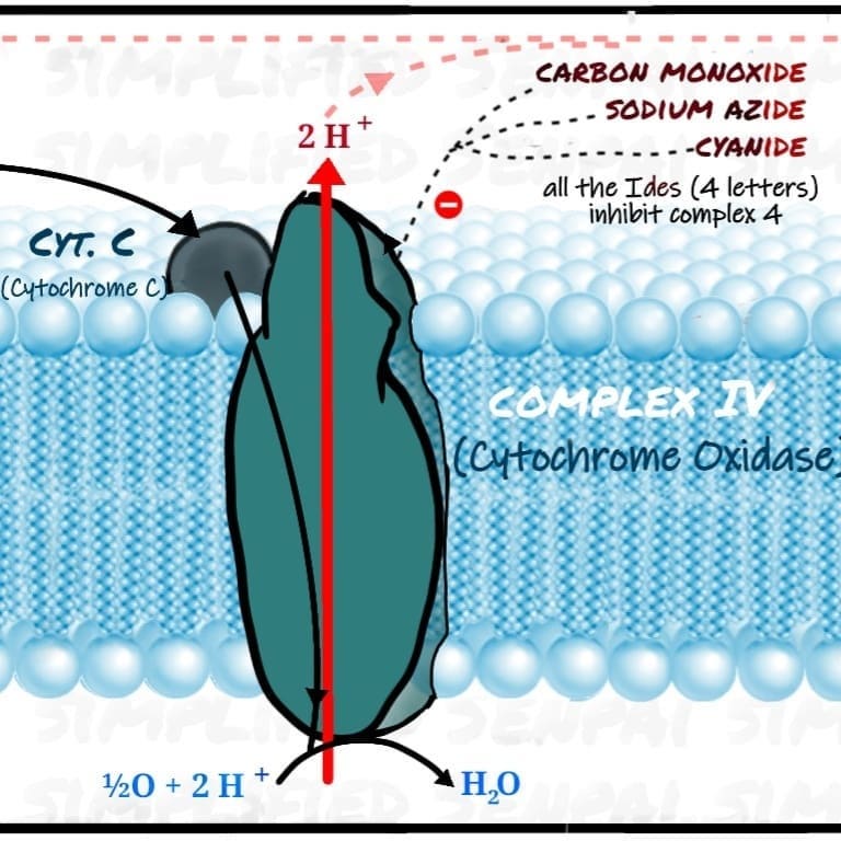 complex 4 of the electron transport chain
