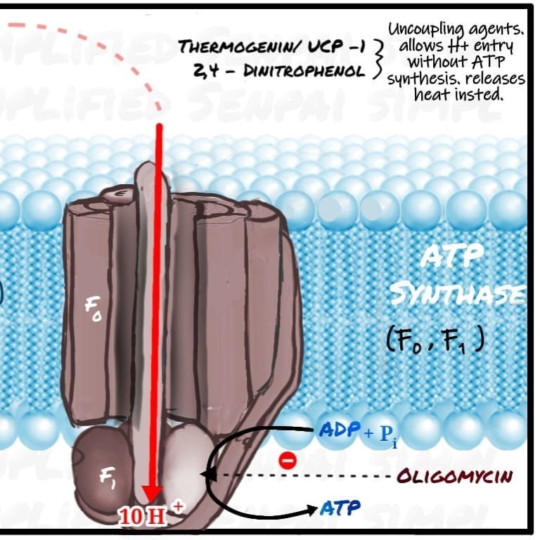 Complex 5 or ATP synthase of the electron transport chain