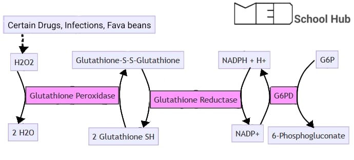 How the pentose phosphate pathway is important in oxidative stress.
G6pd deficiency