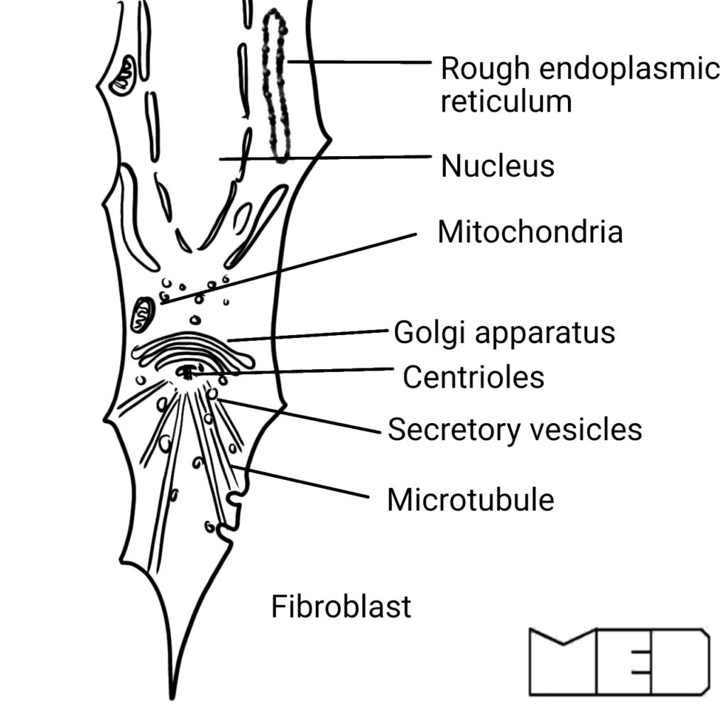ultrastructure of a connective tissue fibroblast