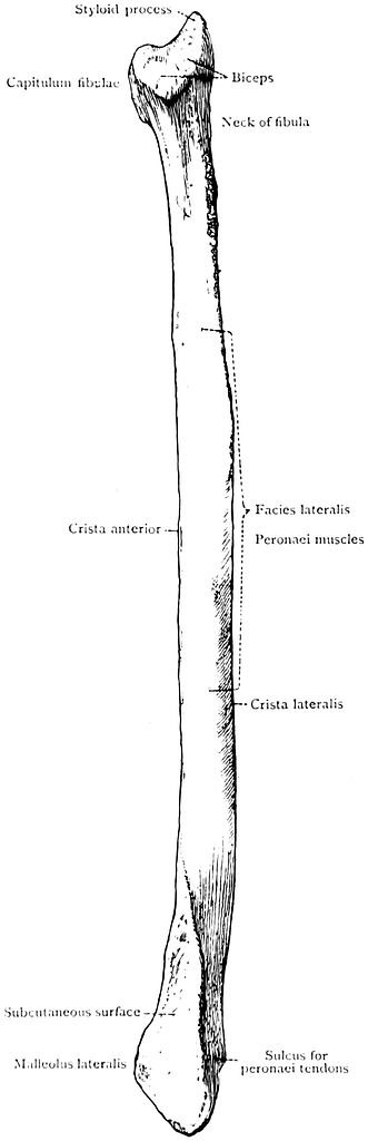Anatomical landmarks of the fibula