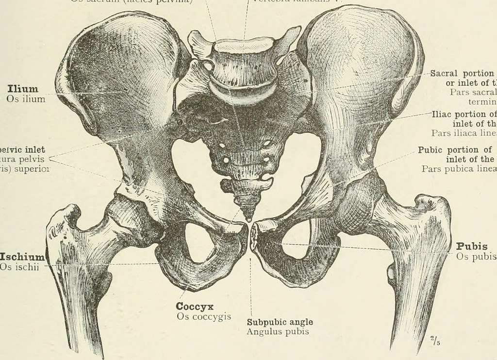 Anatomical land marks of the pelvis to betteter understand which structures we are palpating. palpable body structures
