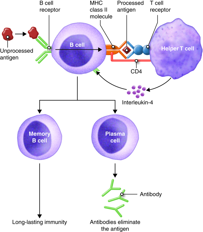 humoral immunity of cancer vaccines