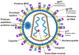 HIV virus structure