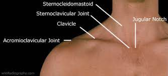 palpable body structures of the shoulder