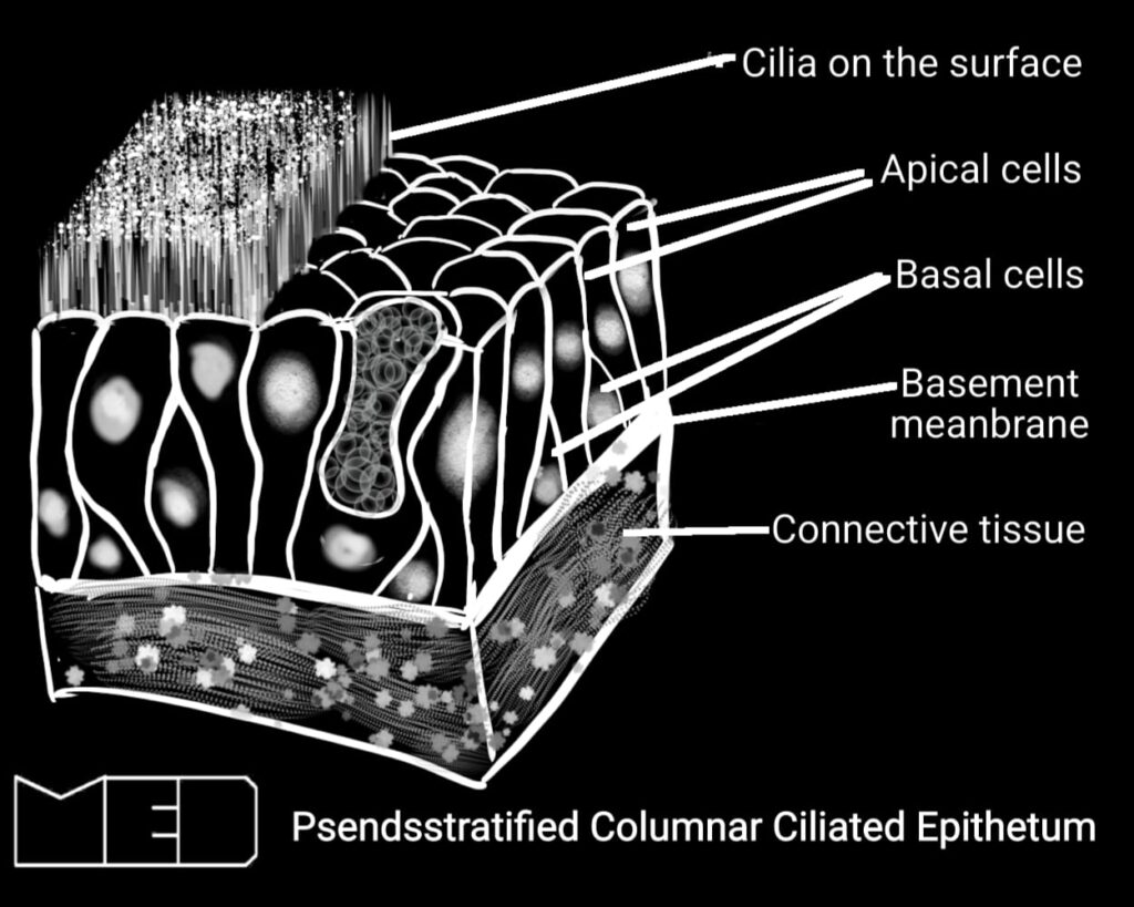 Pseudostratified columnar ciliated types of epithelium