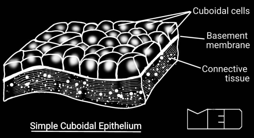 Simple types of epithelium
