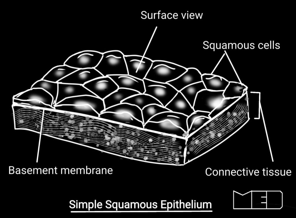 Simple columnar types of epithelium