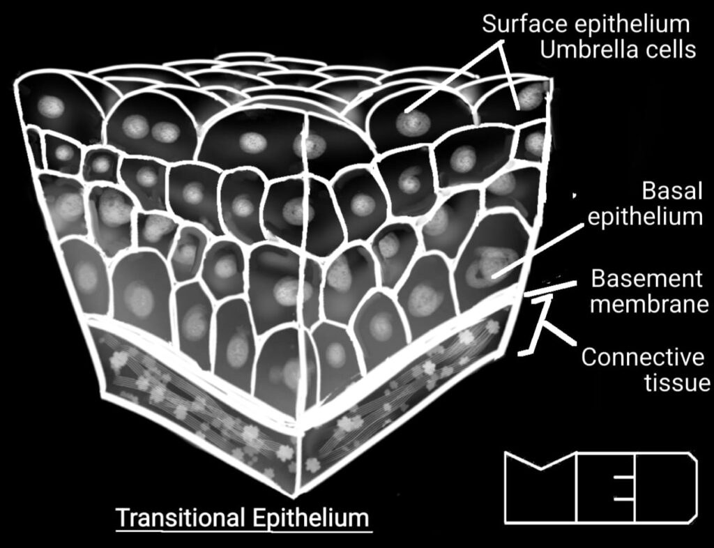 Types of epithelium- transitional epithelium