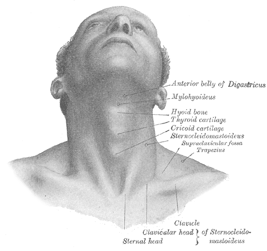 Palpable neck anatomy  body structure, neck surface anatomy