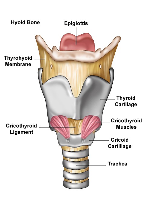 Anatomy structure of the larynx most of which is palpable.