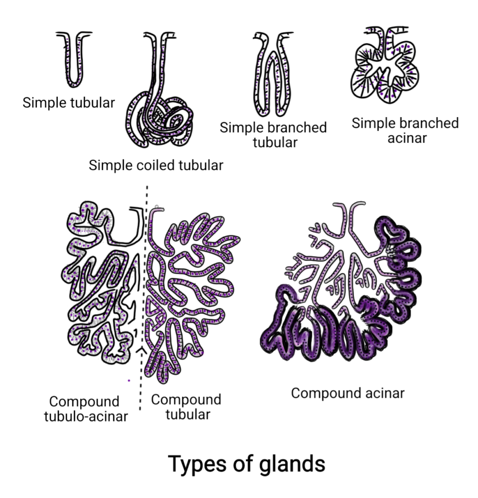 Types of glands according to structural variations