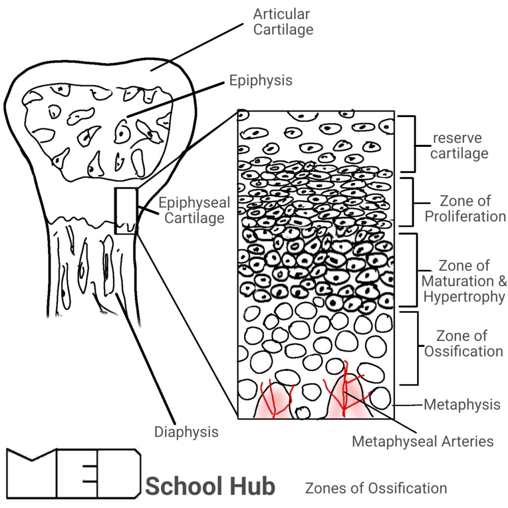 Zones of ossification Diagram by MedSchoolHub