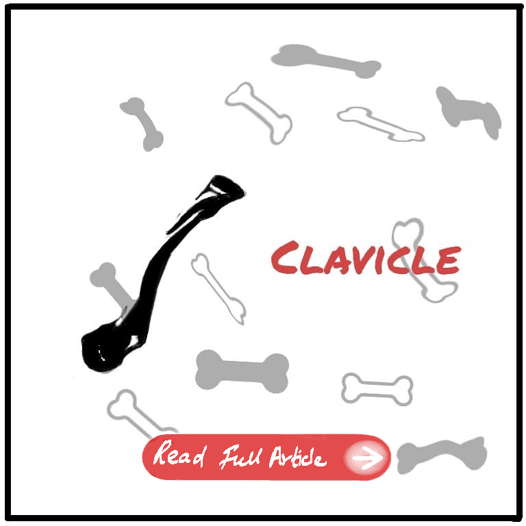 Clavicle