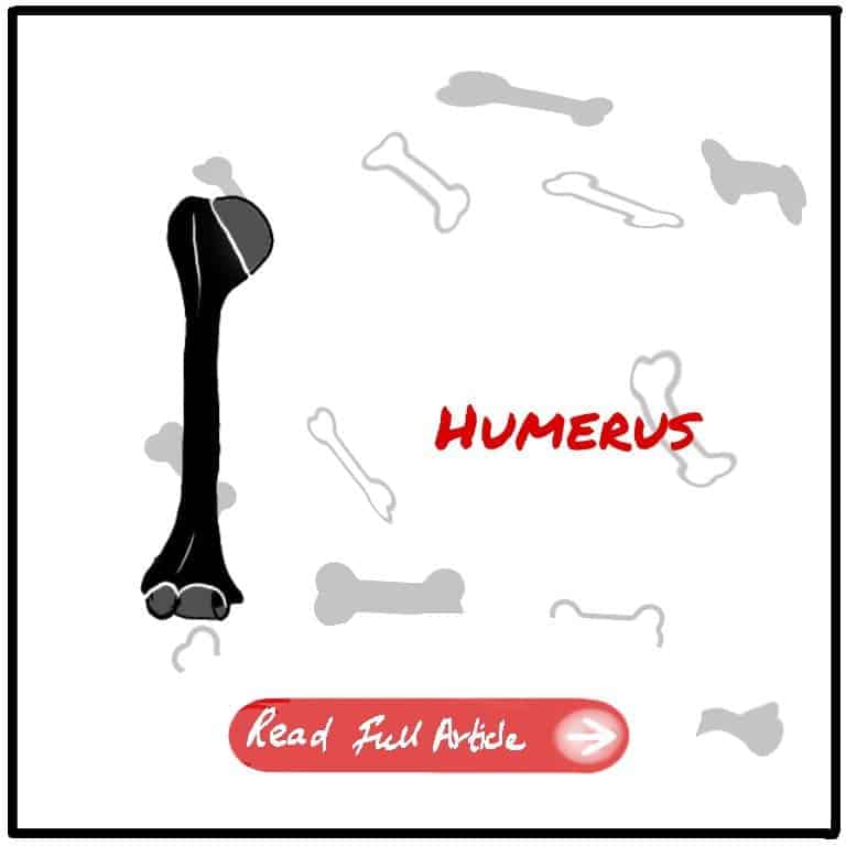 Humerus