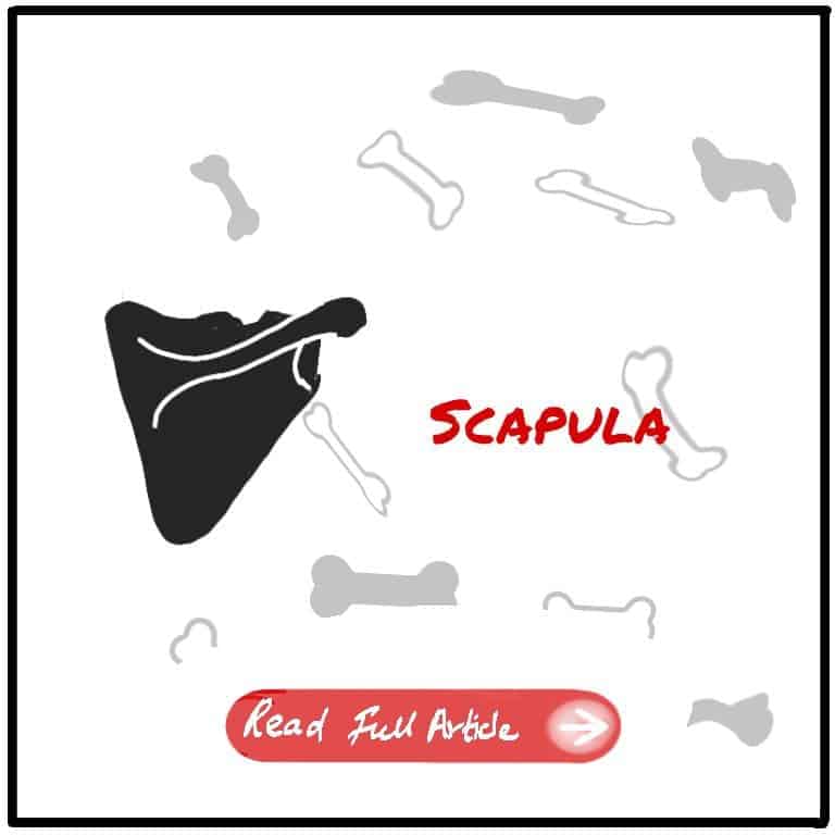 Scapula