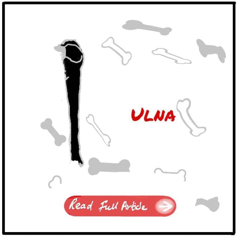 Ulna Featured Image