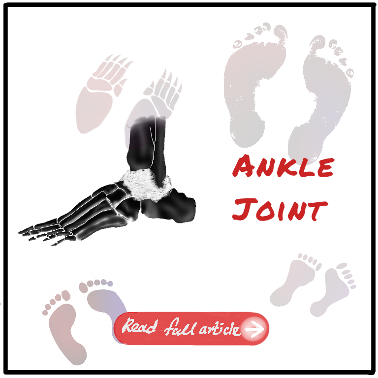 Ankle Joint Featured Image