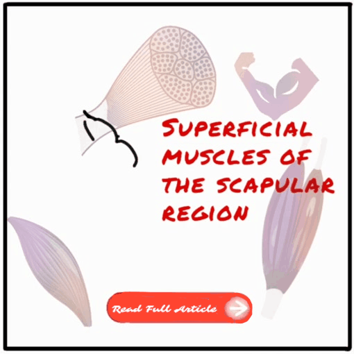 Superficial muscles of the scapular and pectoral regions