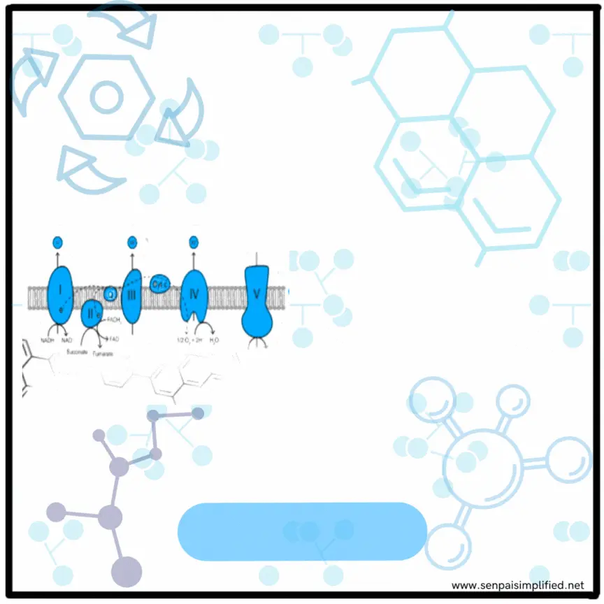 electron transport chain