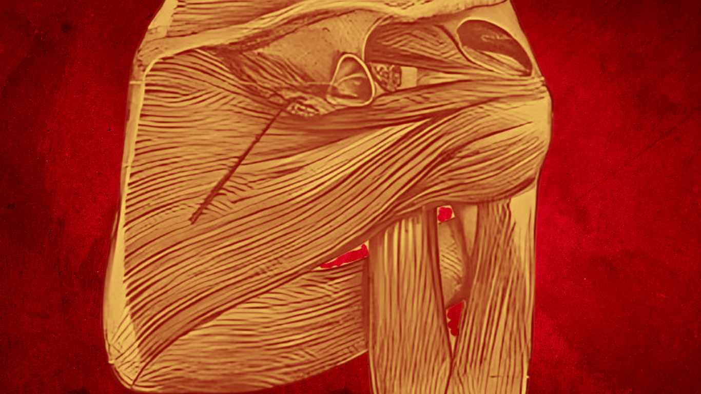 Spaces of the shoulder